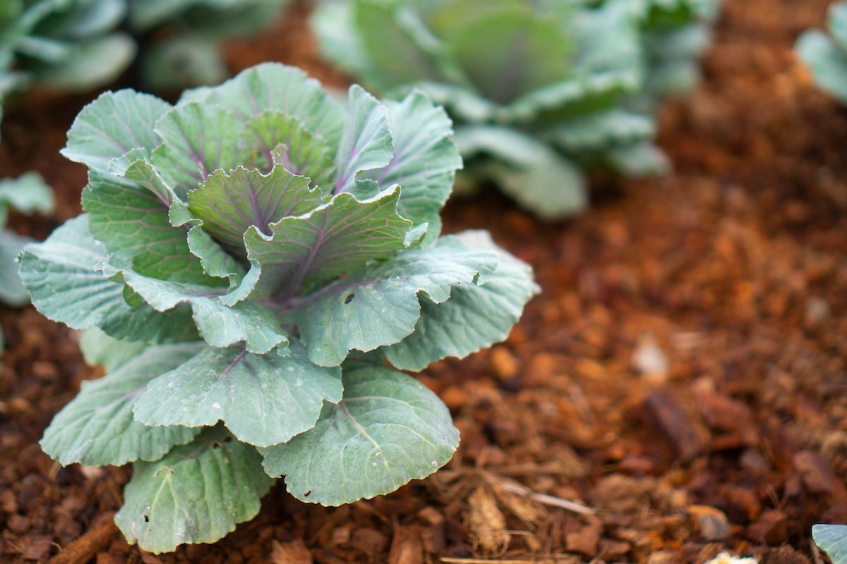 Growing Cabbage Surrounded By Mulch. Find Your Mulch in Jefferson City, MO at Boulder Creek