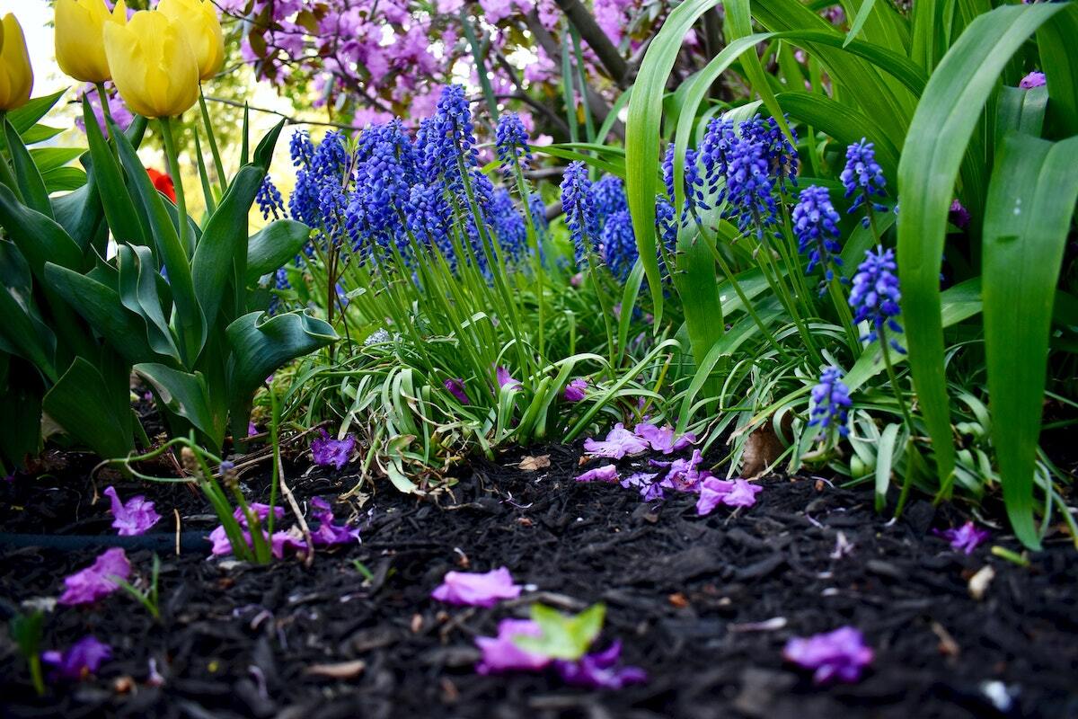 Boulder Creek Lawn & Landscape helps you pick the best mulch for flower beds in Jefferson City, Mo