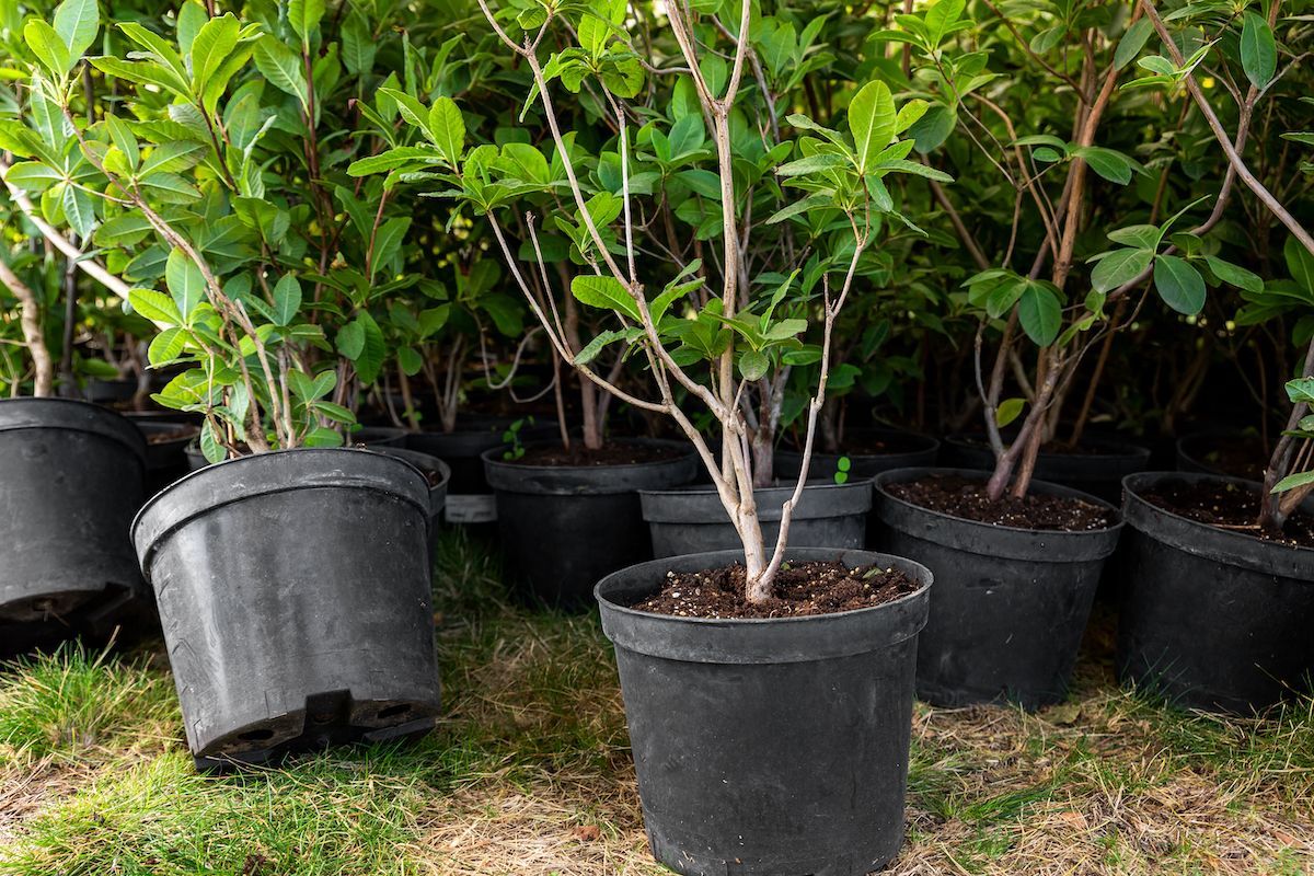 Visit Boulder Creek Lawn & Landscape & See Our Container Trees in Jefferson City, MO