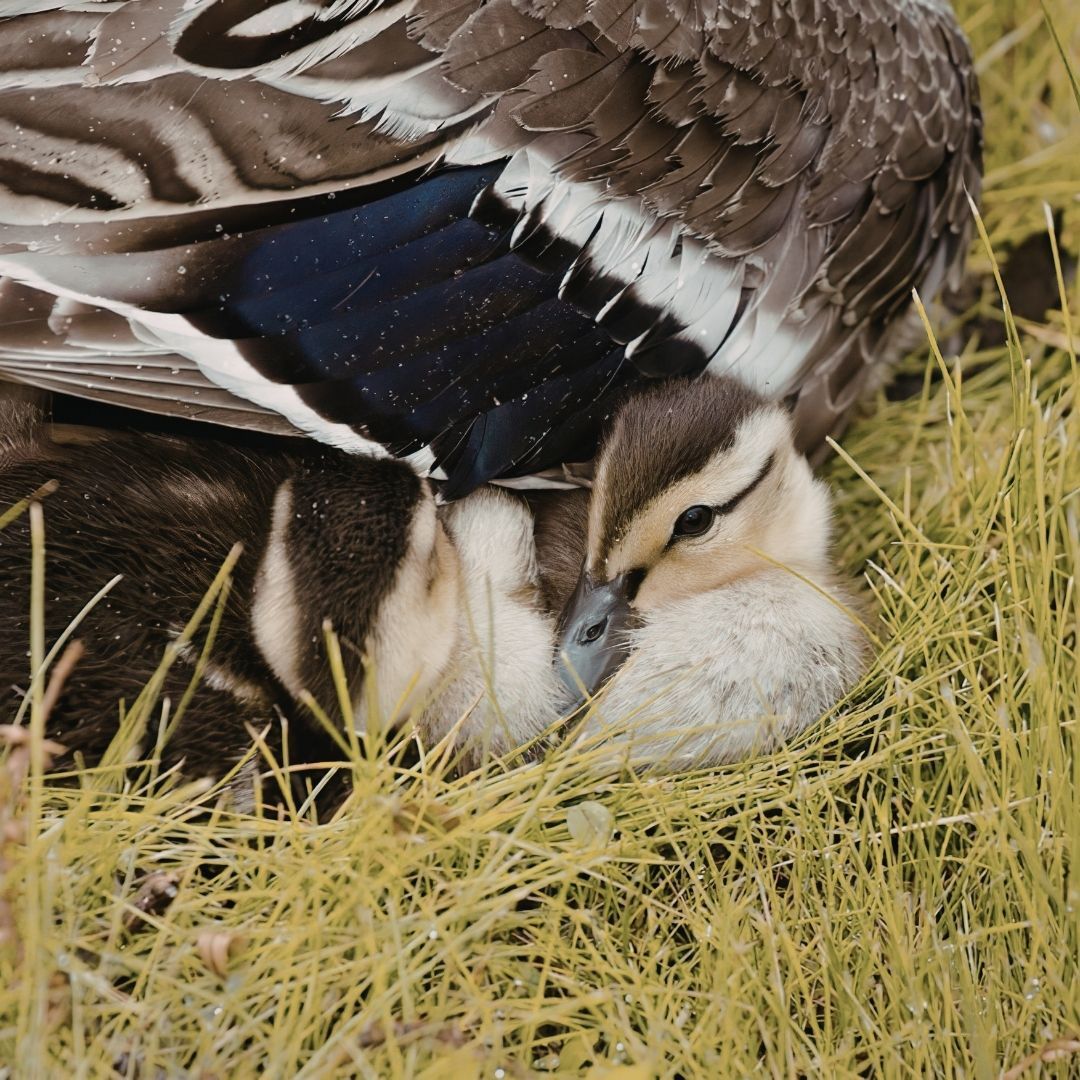 Duck wing protects duckling