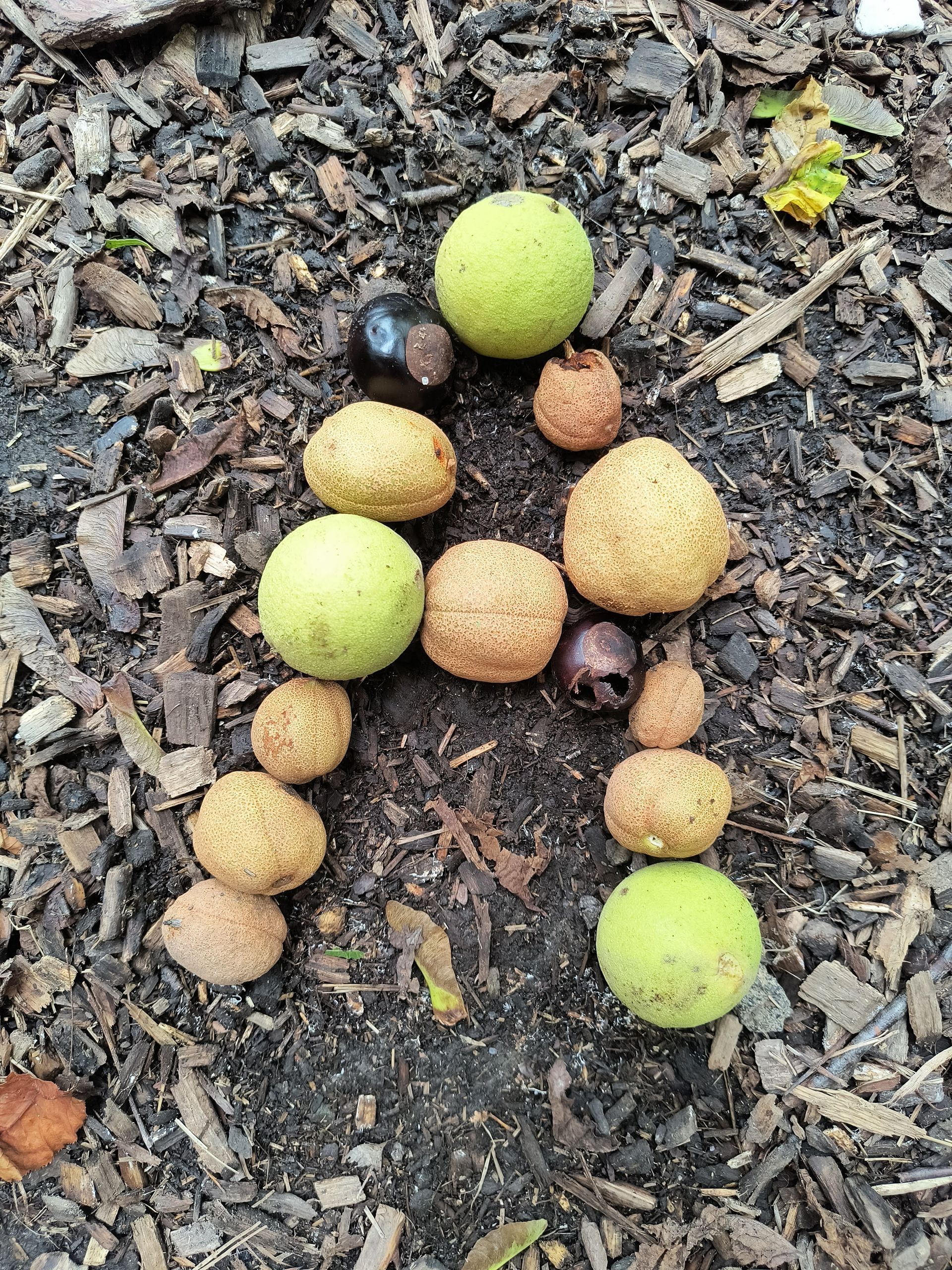 Nuts and seeds are arranged into the shape of a letter
