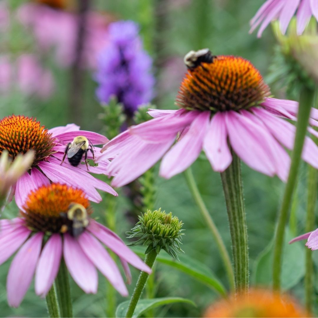 Bees pollinate purple coneflowers