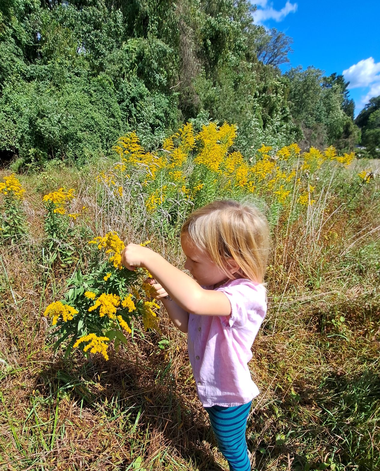 Child explores meadow in late summer.