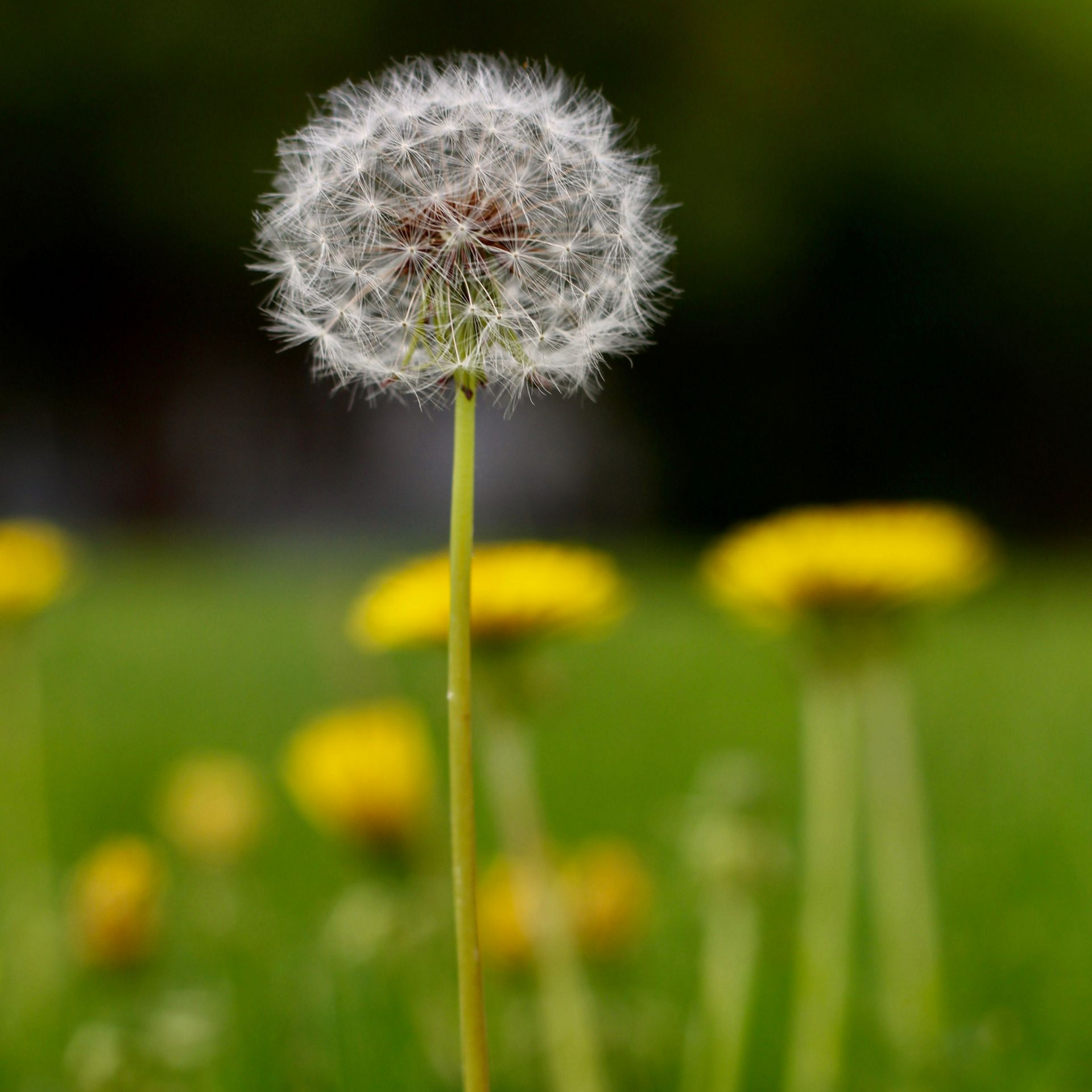 Dandelion flowerhead with seeds ready to scatter in the wind.