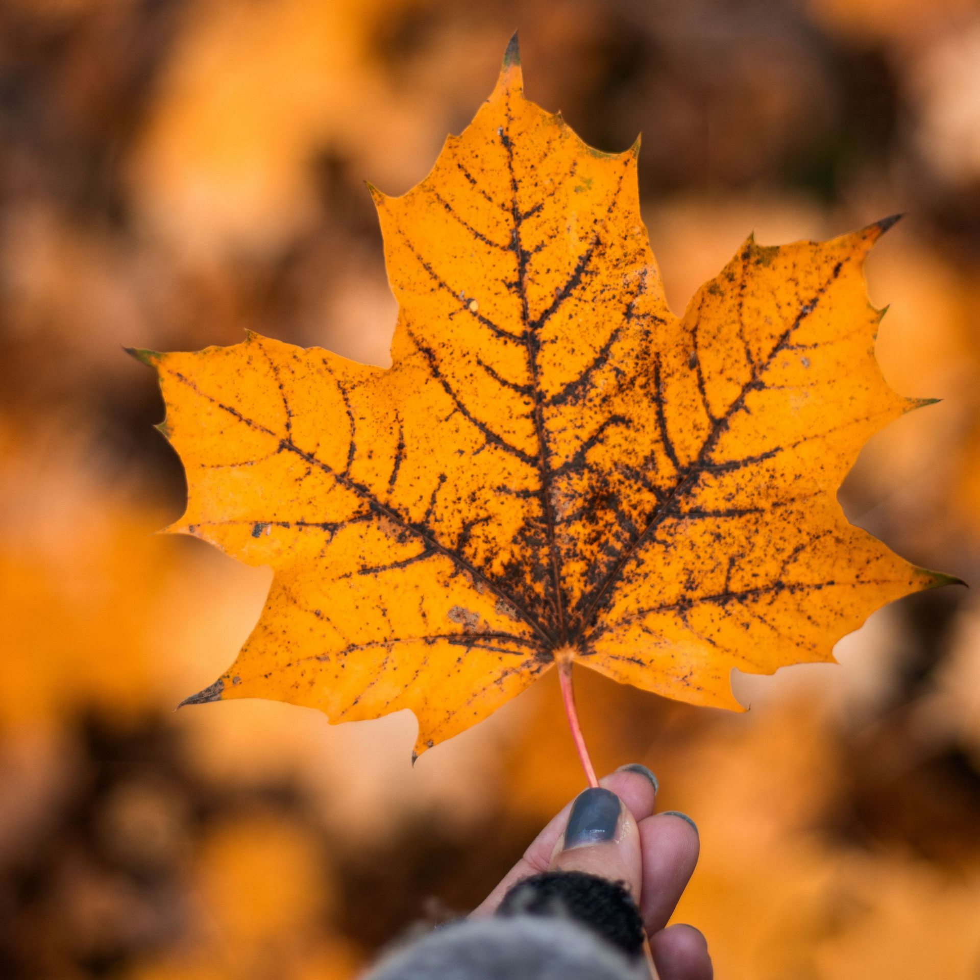Orange autumn leaf with sunlight shining through.
