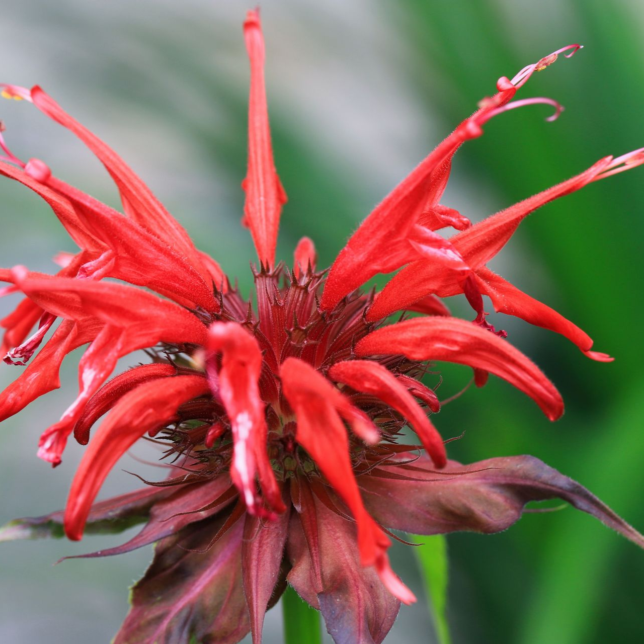 Vibrant red monarda flower with green leaves in the background.
