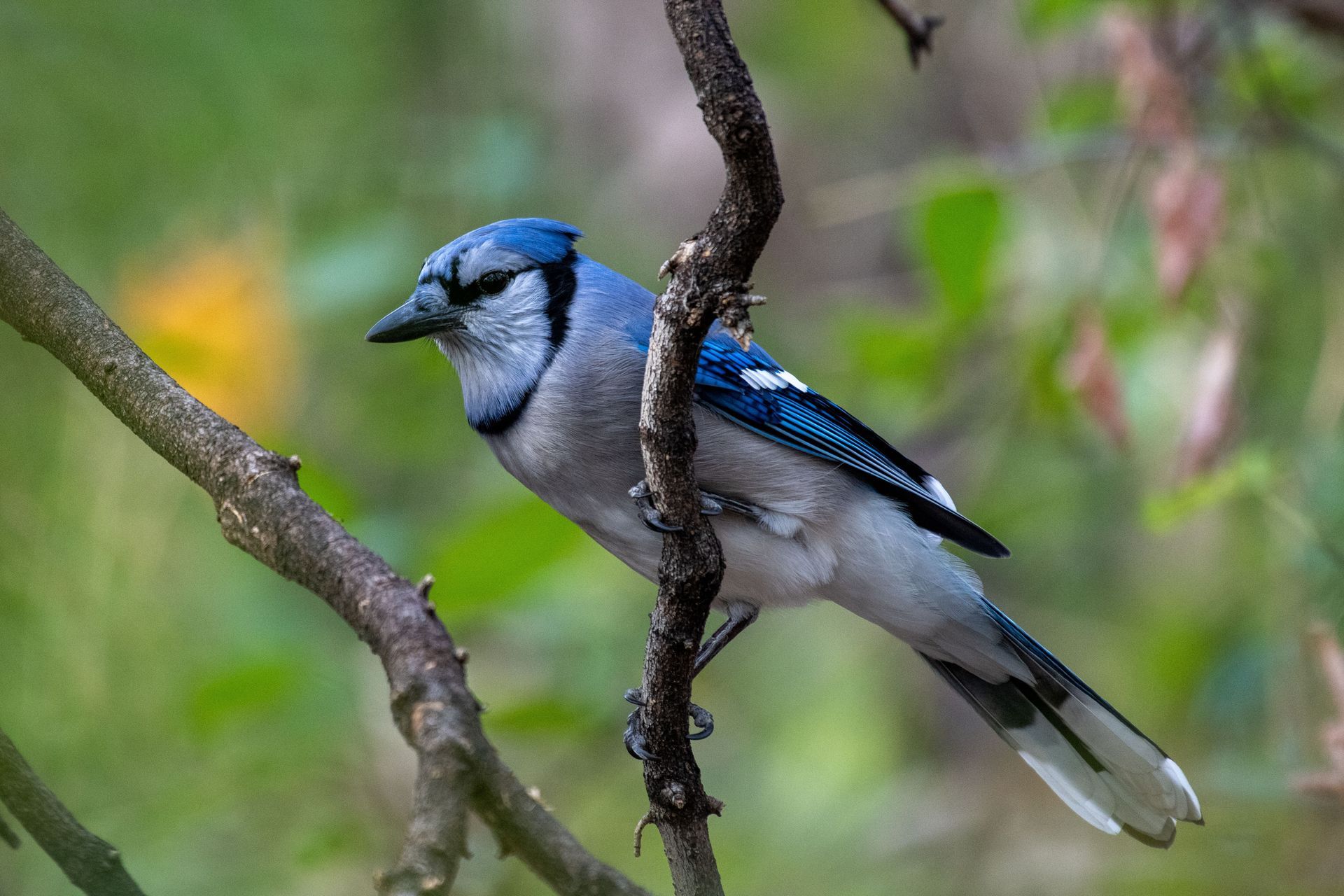 Blue jay perched on a branch