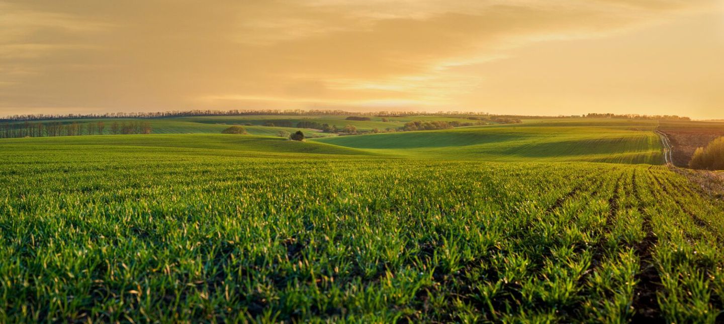 Sunlit green crop field under a golden sky at sunset