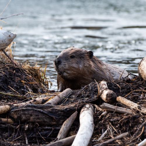 Beaver emerging from a pile of logs and debris near a body of water.