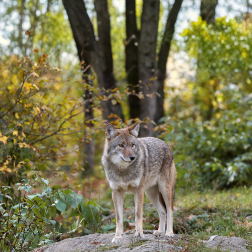 Coyote standing on a rock in a forest. Autumn foliage in background.