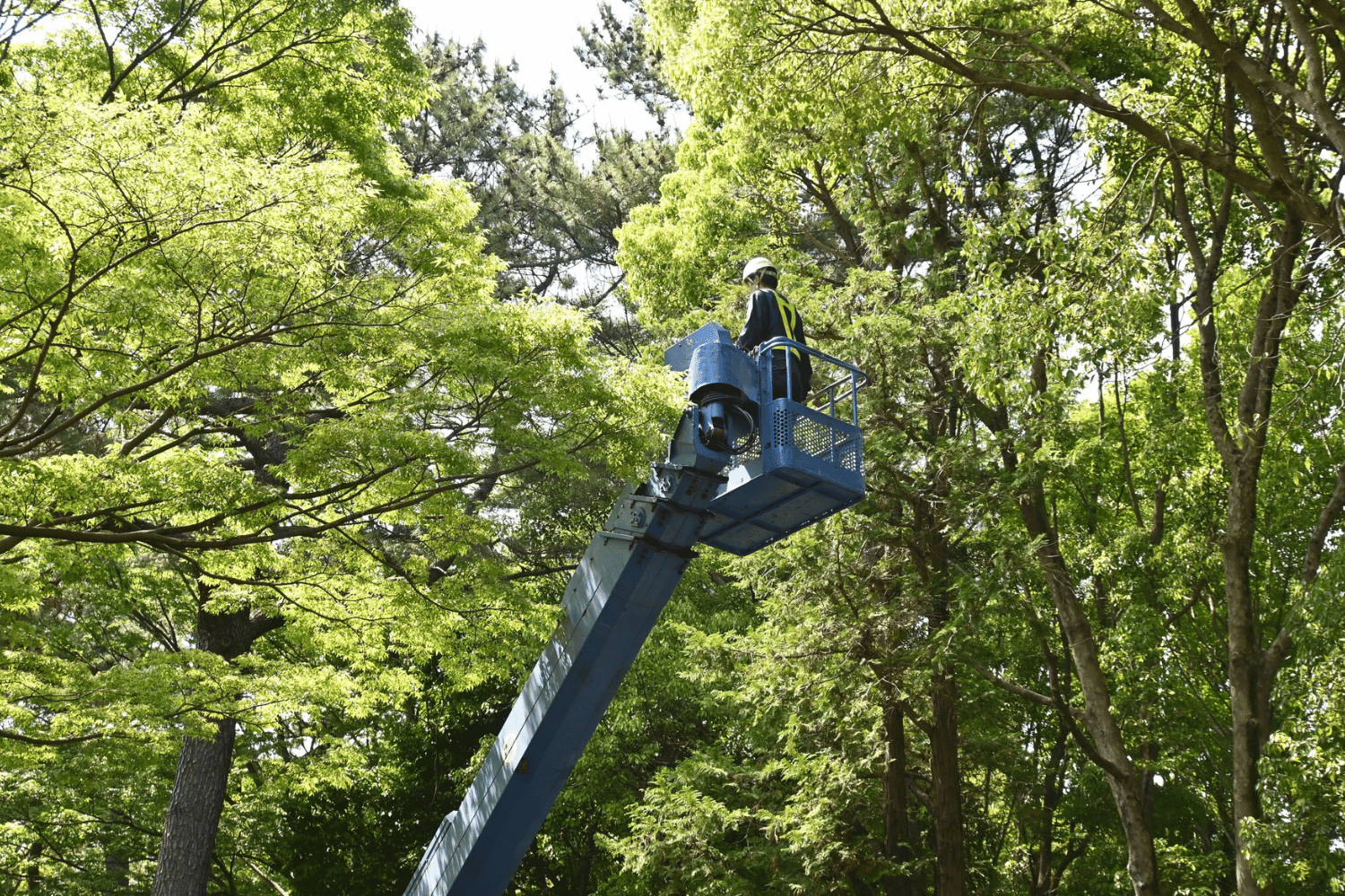 Worker in a blue boom lift pruning trees in a leafy green park