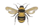Aunt Bee's House logo