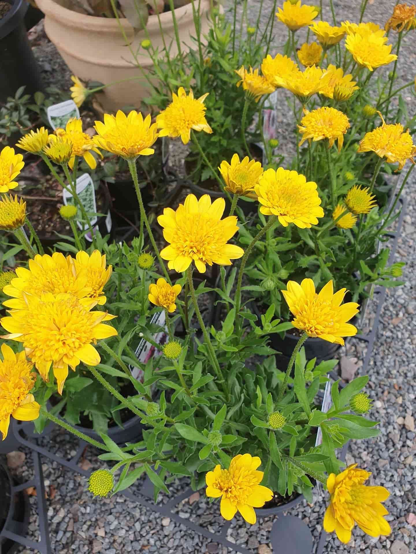 A Bunch Of Yellow Flowers Are Growing In Pots — Maleny Hardware & Rural Supplies In Maleny, QLD