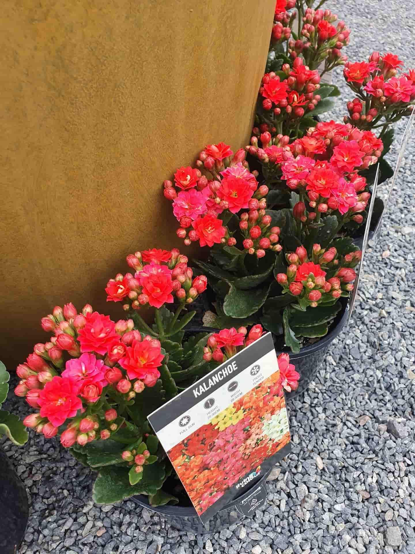 A Row Of Potted Plants With Red Flowers And A Label — Maleny Hardware & Rural Supplies In Maleny, QLD