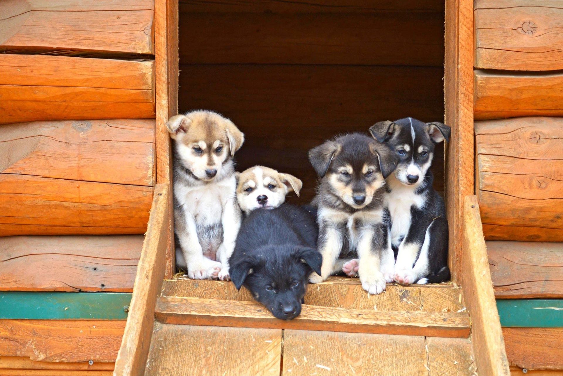 Four puppies sitting at the top of a wooden ramp outside a log cabin