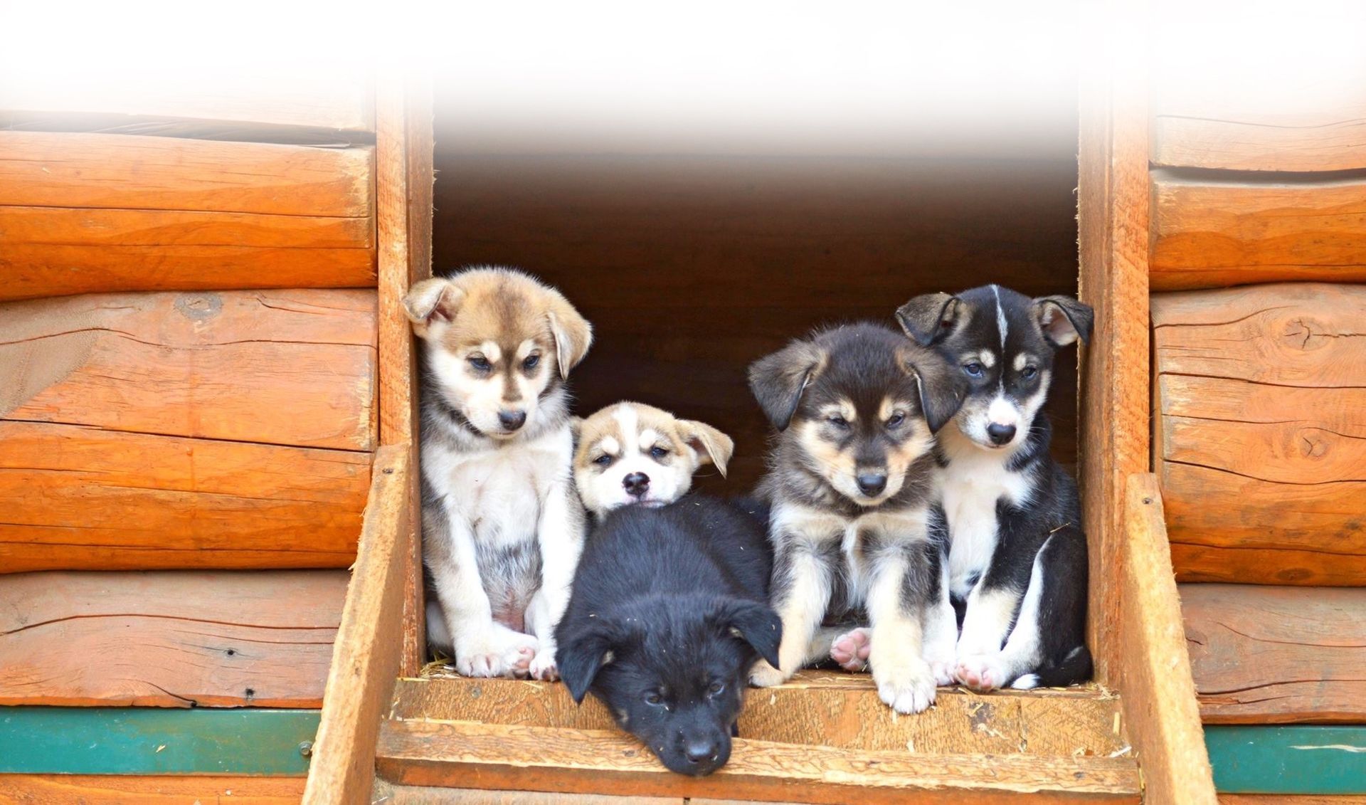 Four puppies sitting in a log cabin doorway, looking out from a wooden threshold.