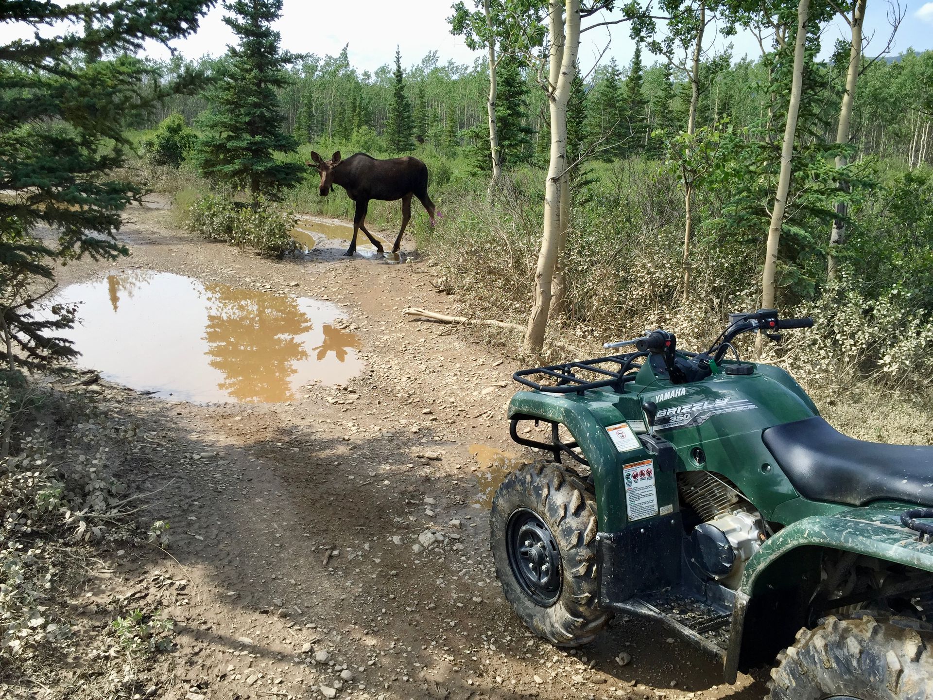 ATV on muddy forest trail beside a puddle, with a horse standing in the background