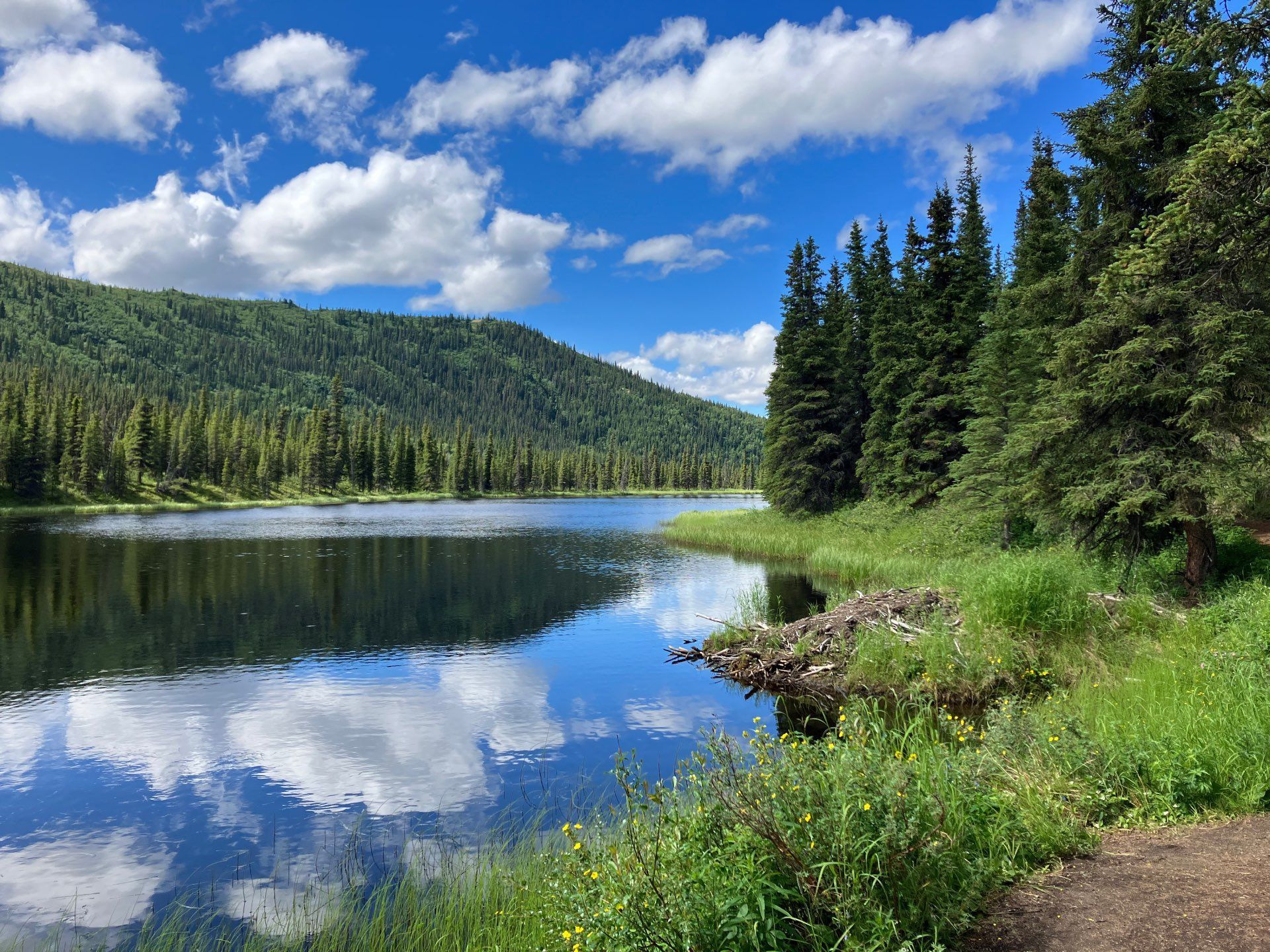 Serene mountain lake reflecting clouds, with evergreen forest and grassy shoreline under a blue sky
