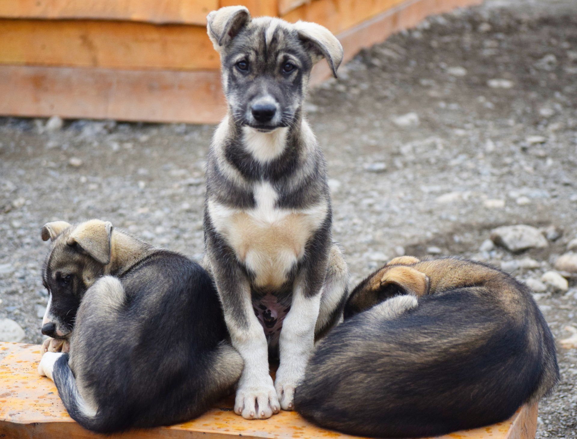 Three puppies resting on a wooden step, one sitting upright in the center.