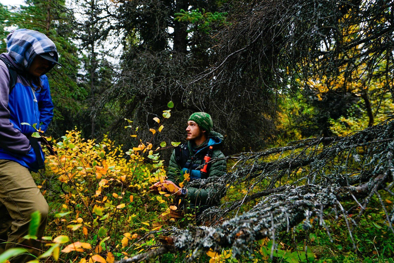 Two hikers in colorful jackets talking beside a yellow bush in a dense forest