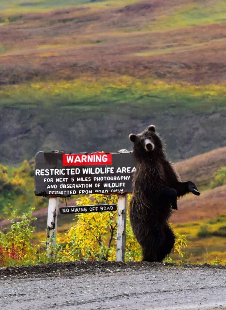 Bear standing on roadside beside a warning sign in a wilderness area.