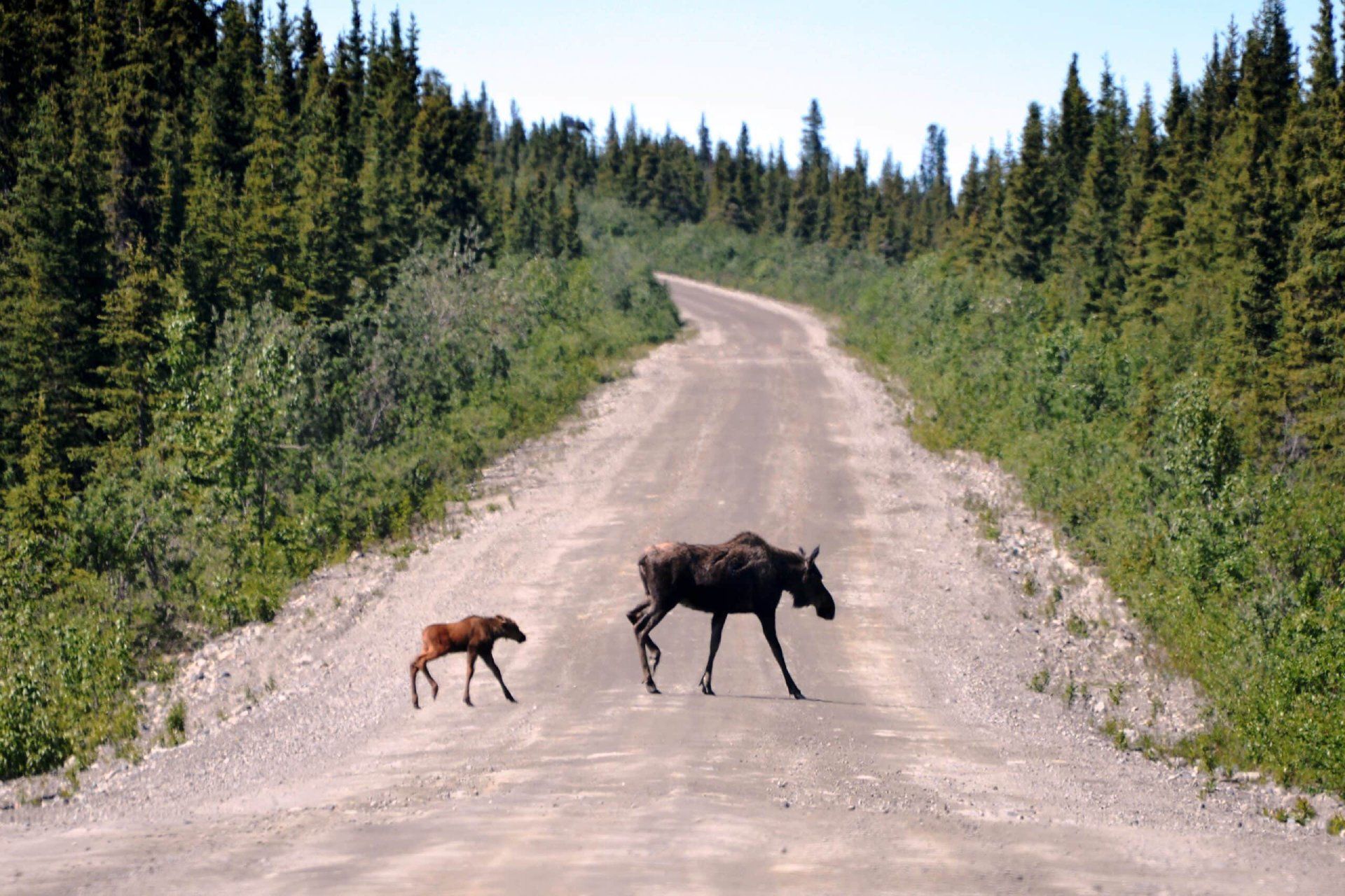 Adult moose and calf crossing a dirt road in a forest clearing