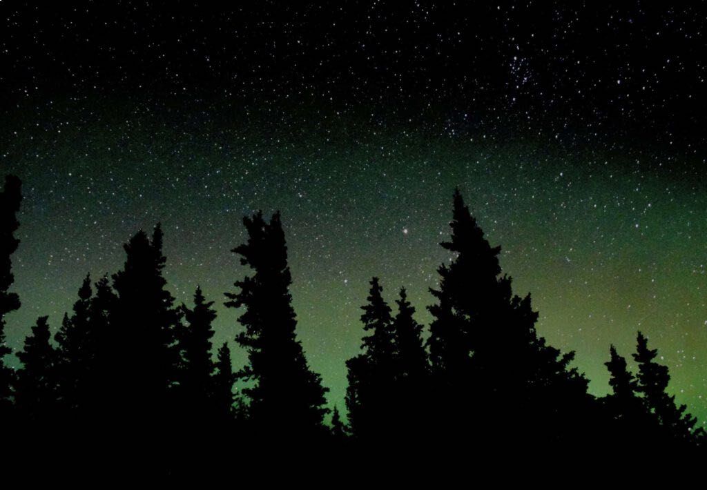 Silhouetted pine trees under a starry night sky with a green aurora glow