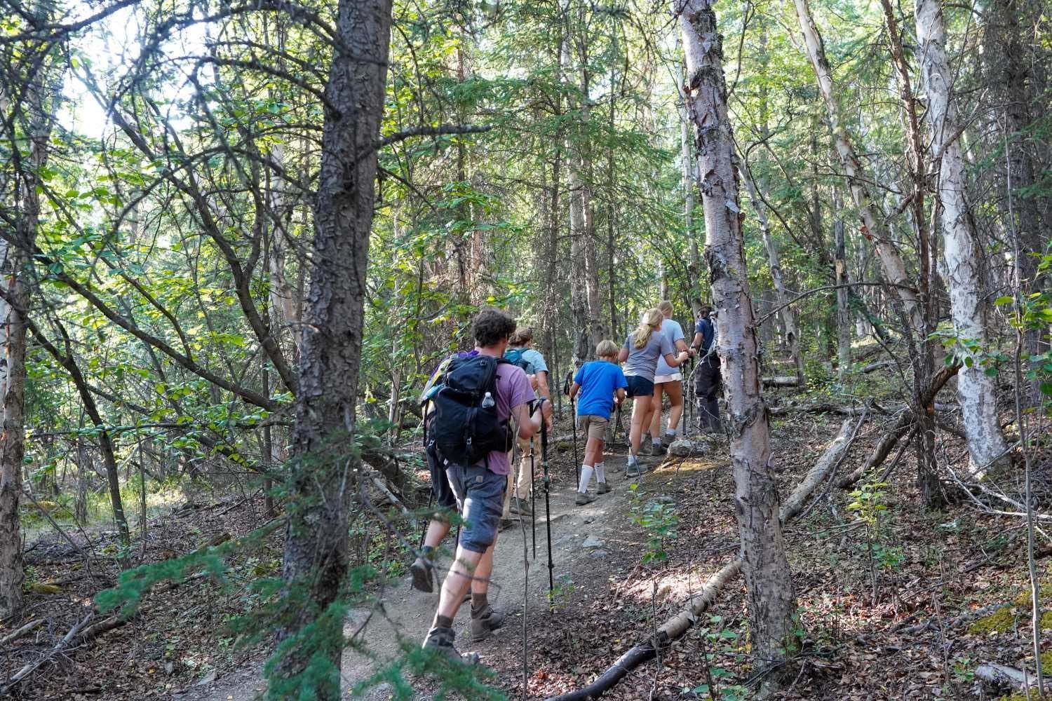 Hikers walking through boreal forest on a guided Denali off-trail hiking tour