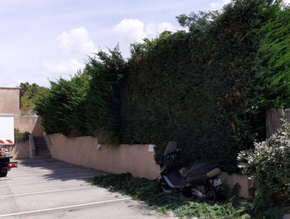 taillage de haie le long d'un mur