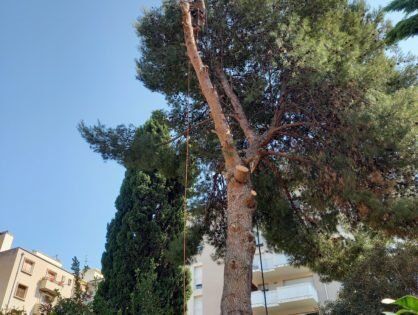 élagage d'arbre en hauteur