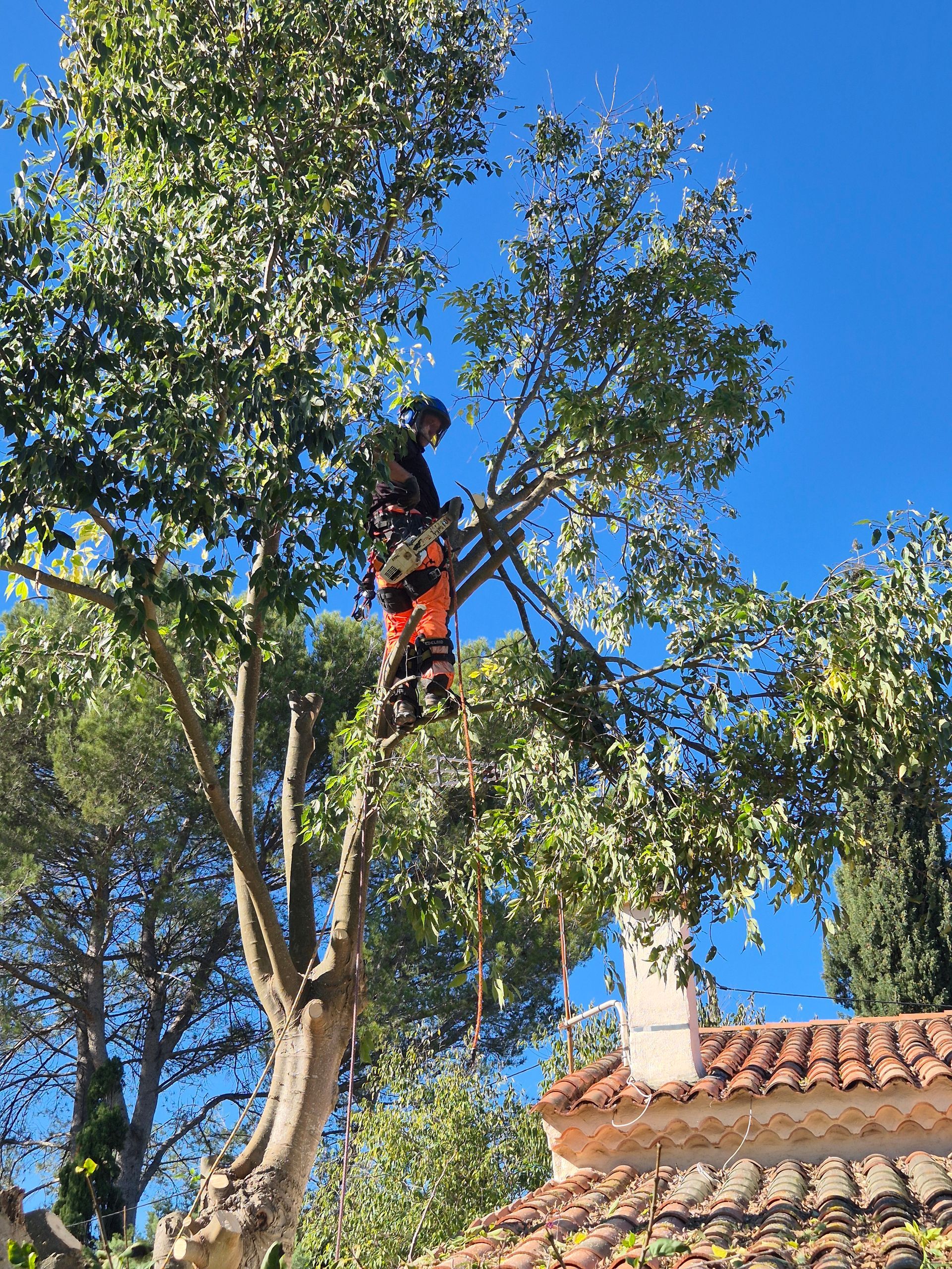 EJH élagage à Coudoux 13111 pour des interventions de taille et d'abattages d'arbres.