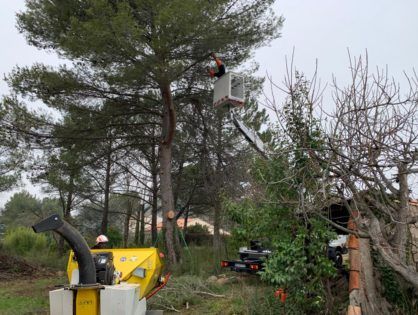 abattage d'arbre