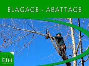 Élagage des arbres à Cabriès 13480