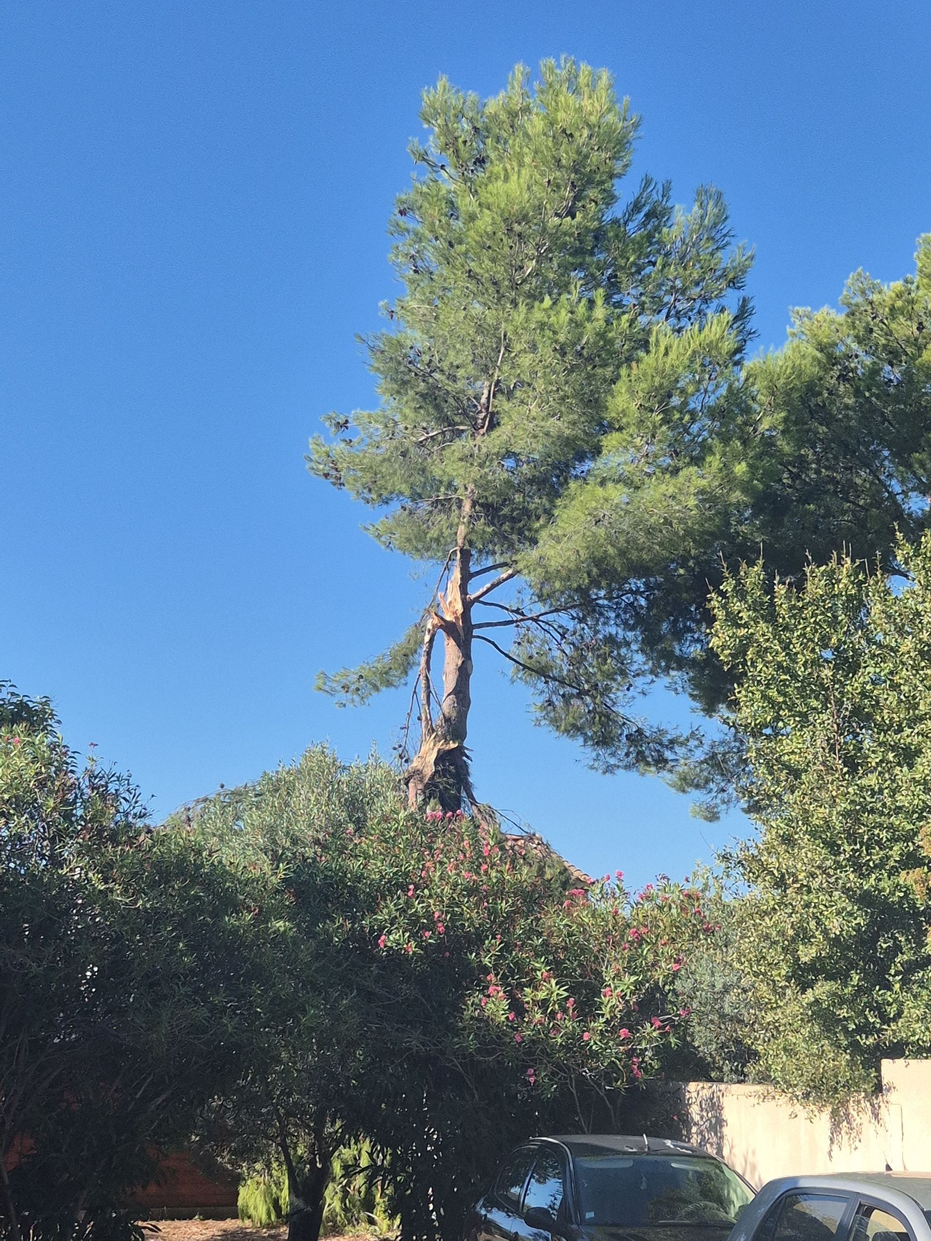 élagueur autour de Aix-en-Provence (13)
