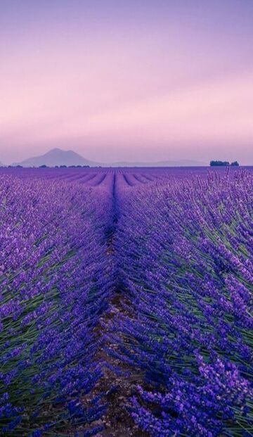 lavender fields in France