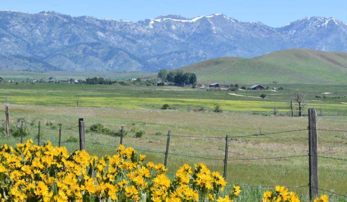 Yellow wildflowers in a green field with fence posts and snowcapped mountains under a blue sky