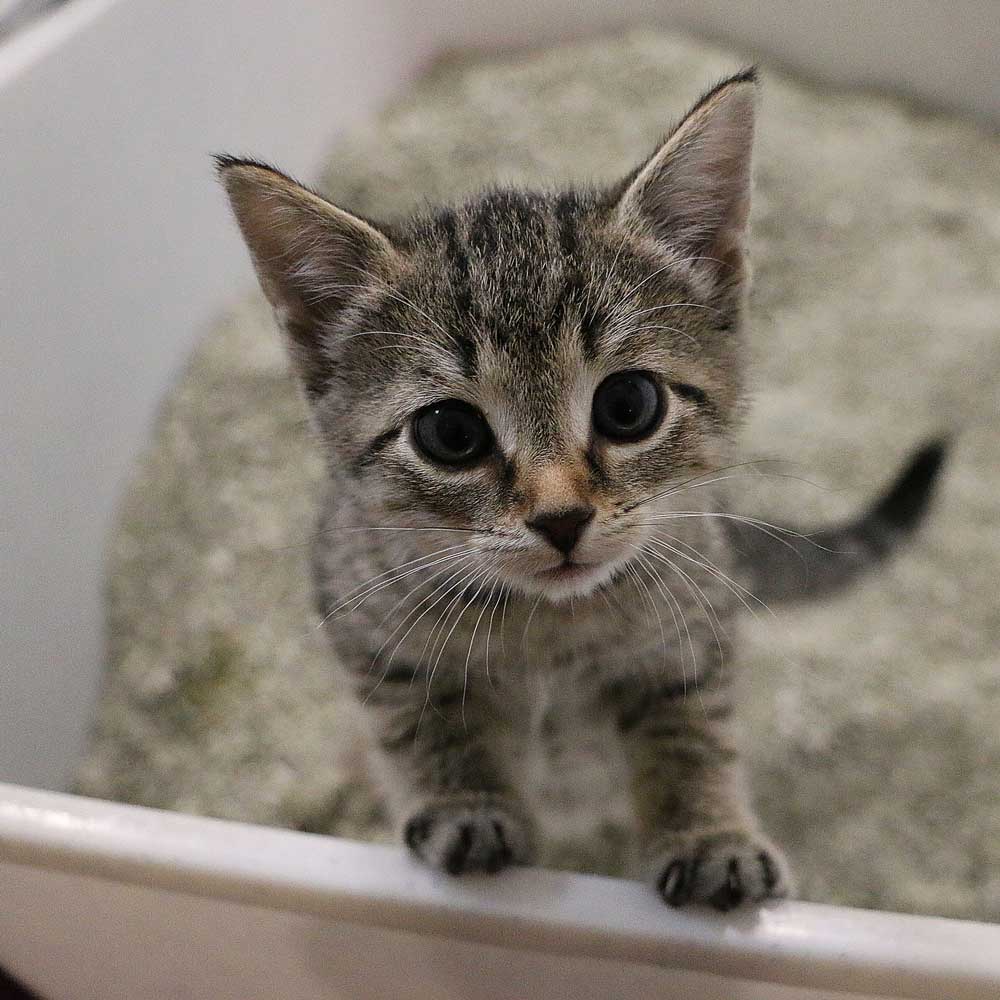 Kitten — South Berwick, ME — Value Rooter
