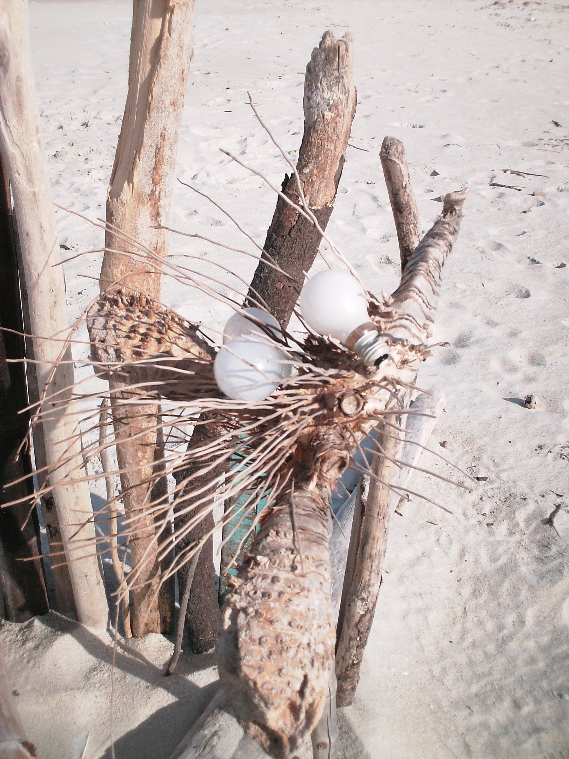 A bird nest made out of branches and shells on a beach