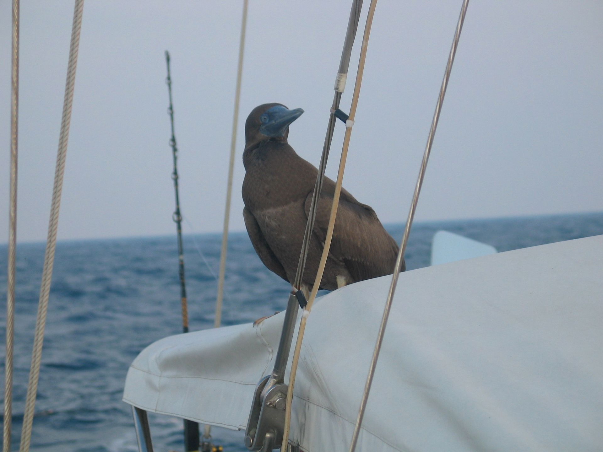A bird perched on a sailboat in the ocean