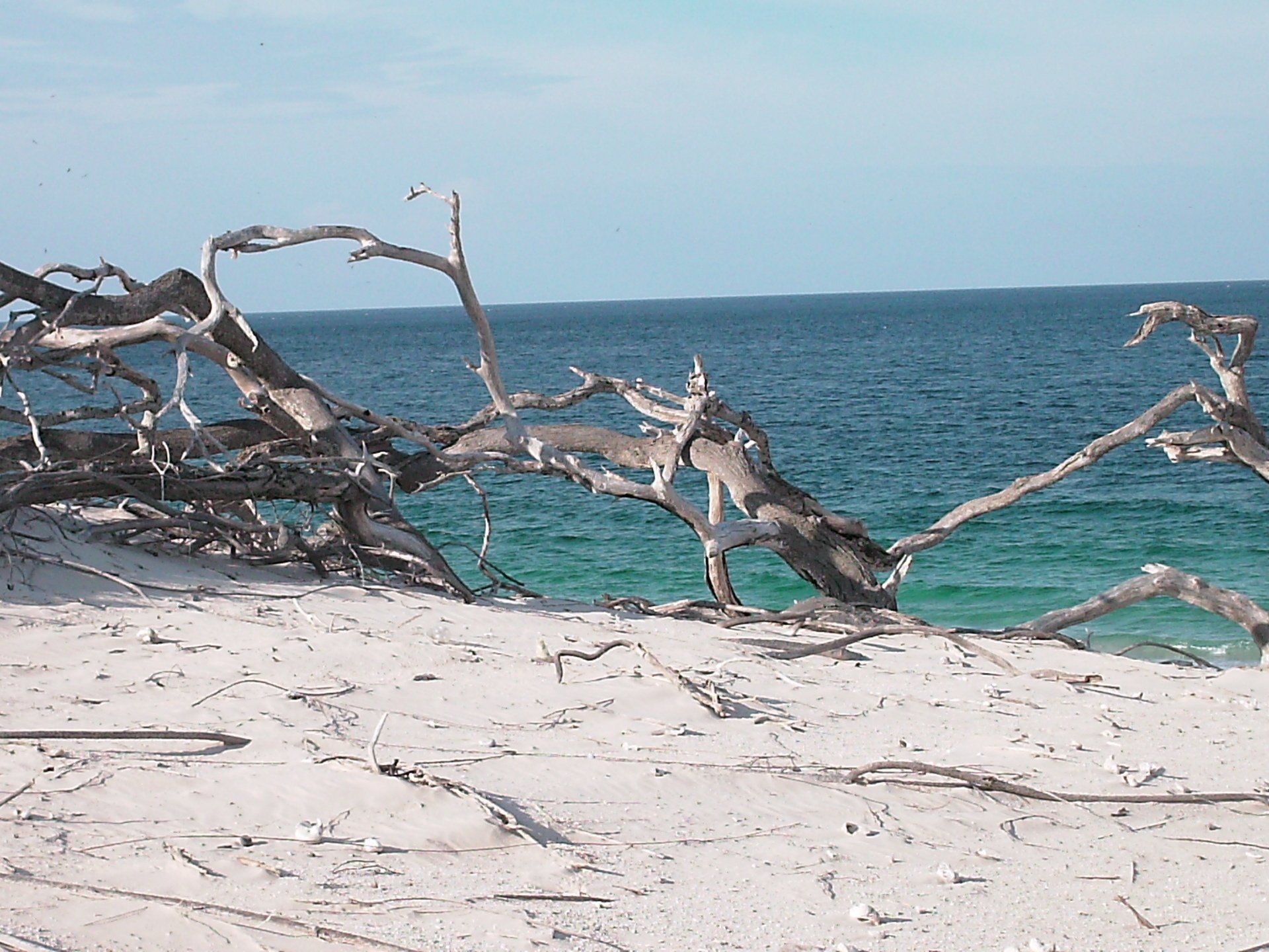 A tree branch is laying on the beach near the ocean