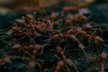 Red ants swarm around a dark object on a green surface.