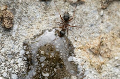 Ants on a stone surface, one drinking from a small puddle.