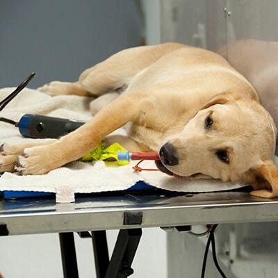 MVZ. RICARDO EL MOSRI BOHSAIN - medicina interna veterinaria