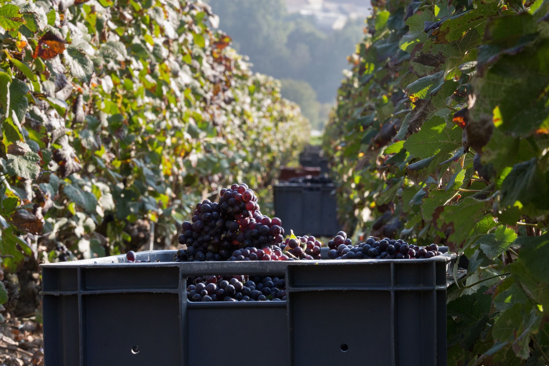 Harvest time in the vineyard