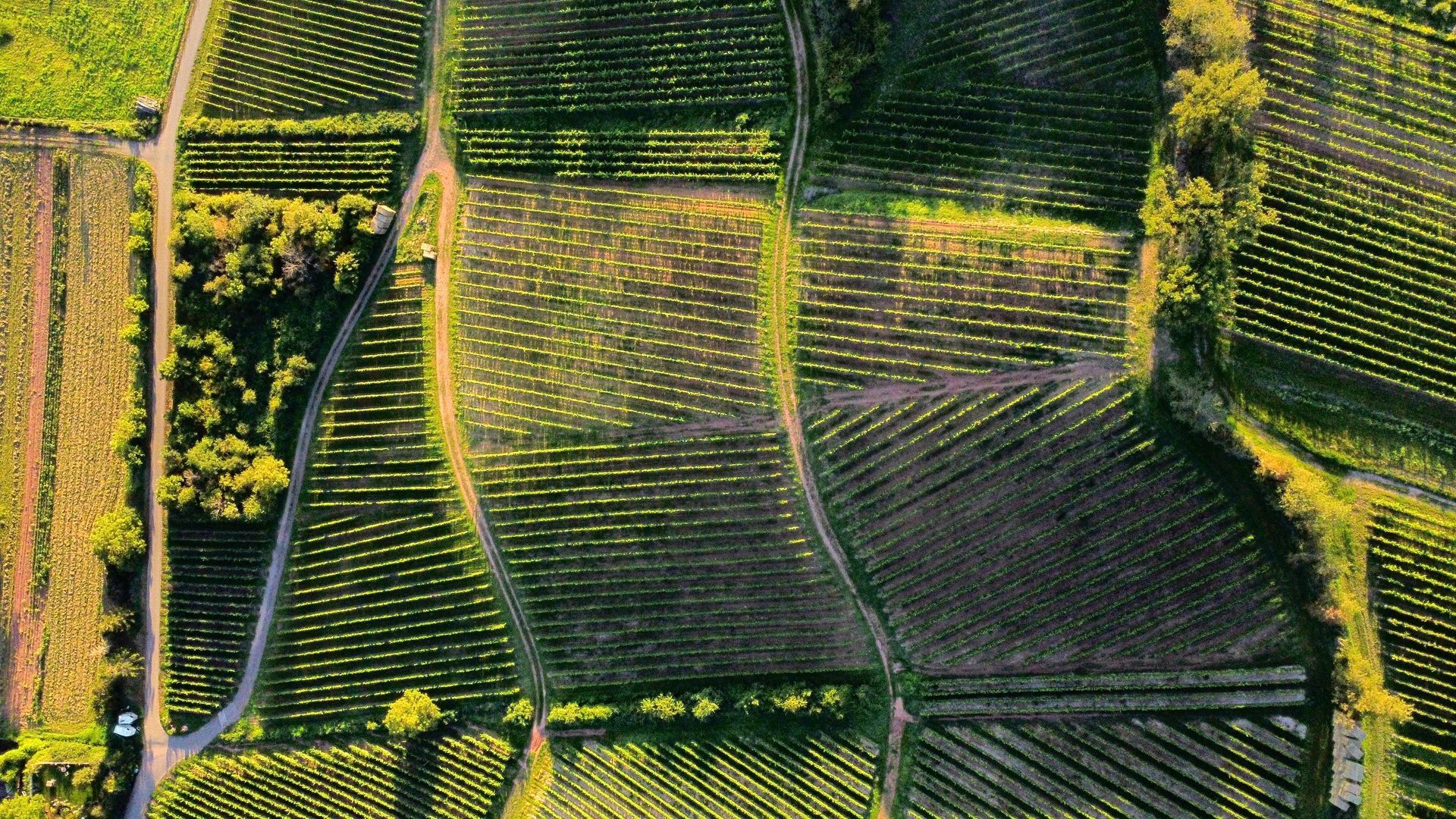 Aerial photo of vineyards