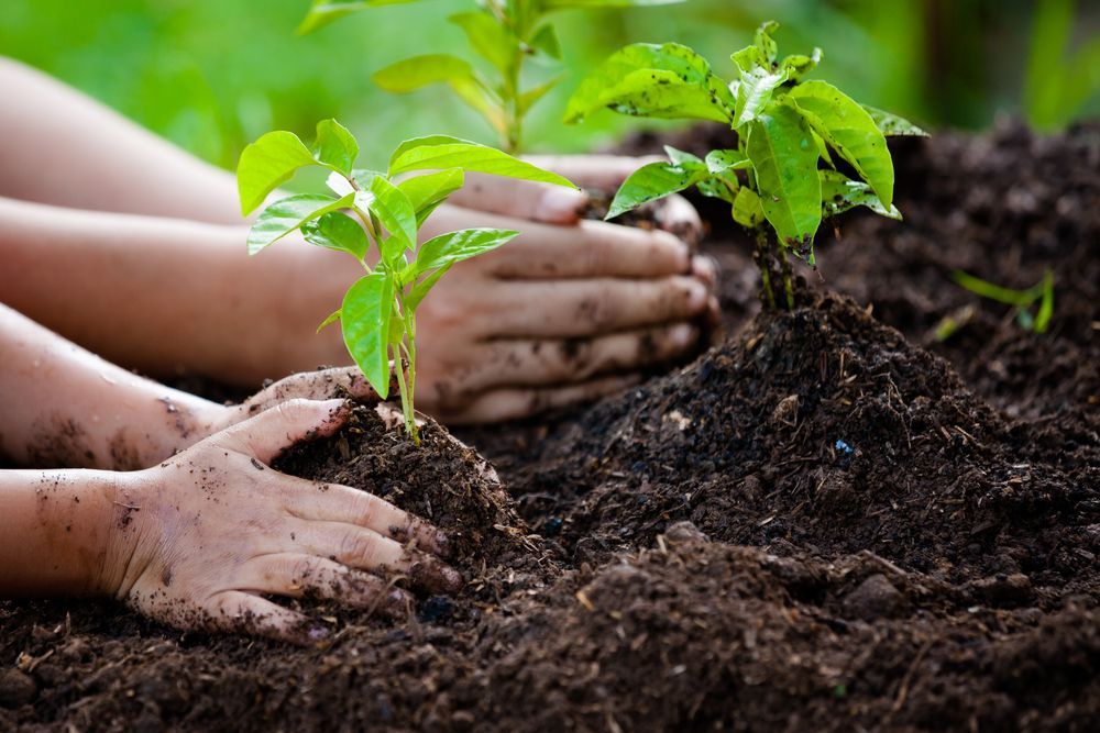 Hands planting small green plants in dark soil.