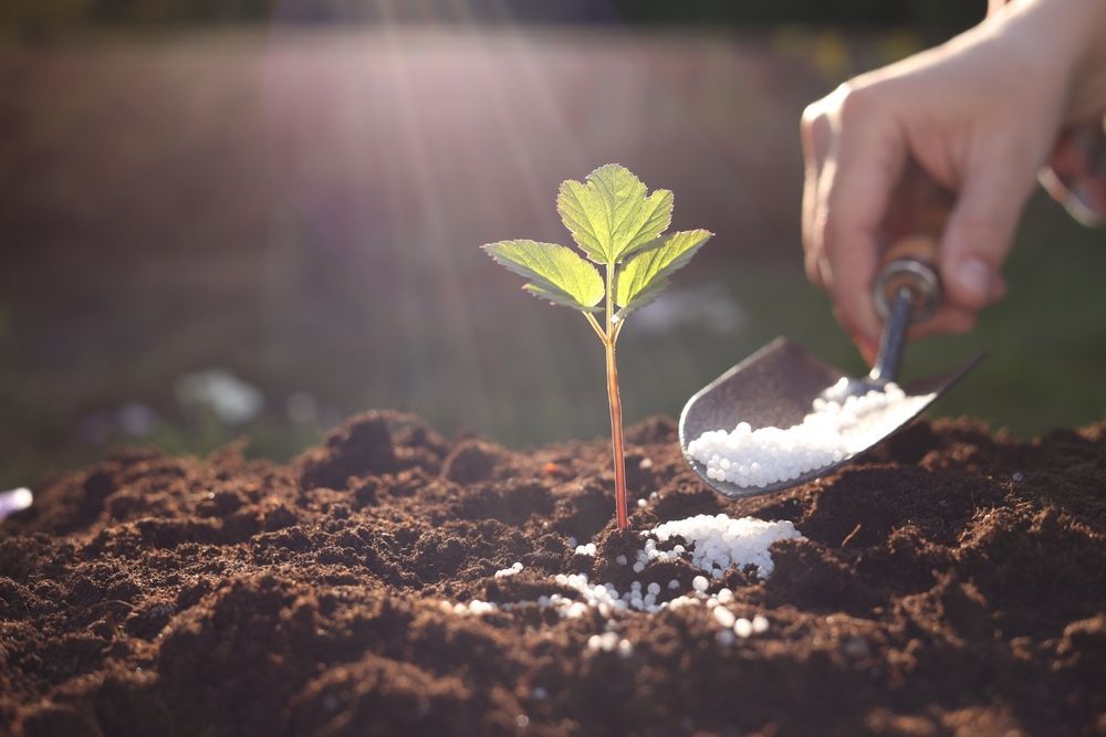 Hand using a trowel to sprinkle white fertilizer around a small plant in dark soil. Sunlight in the background.