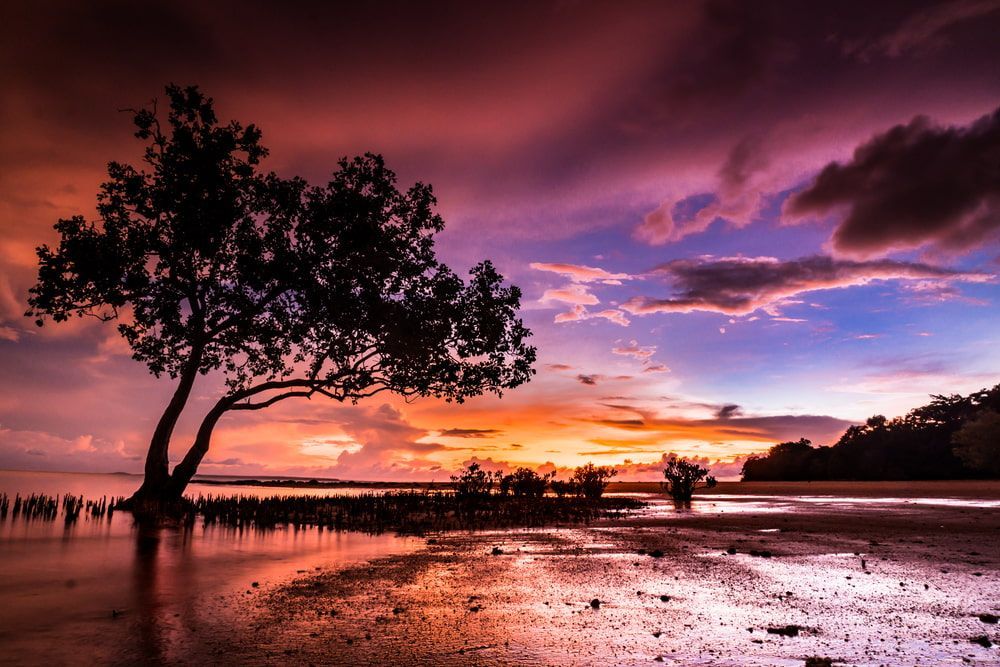 A Sunset Over A Body Of Water With A Tree In The Foreground — Chris's Automotive & Marine Electrics In Marlow Lagoon, NT