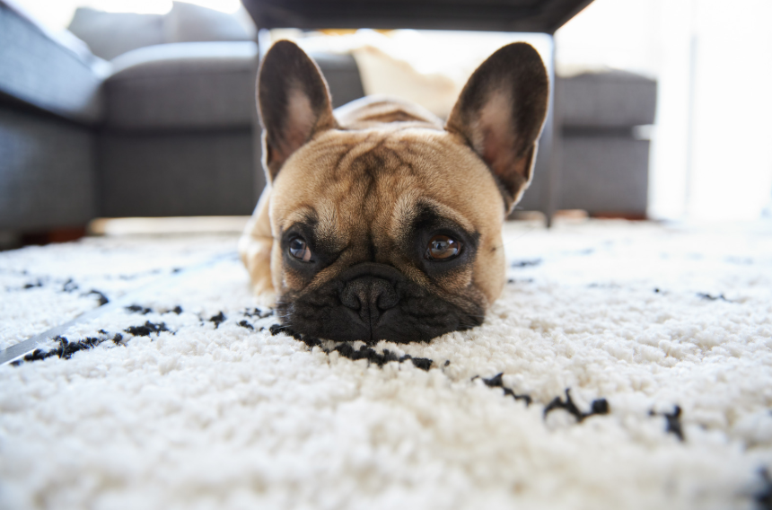 Choosing Pet-Friendly Rugs