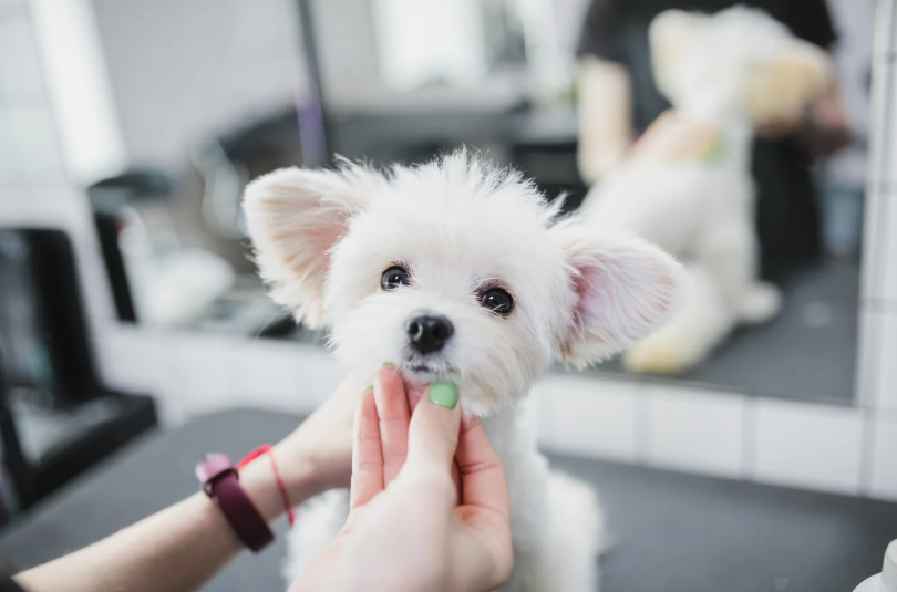 Drapery Cleaning for Pet Hair